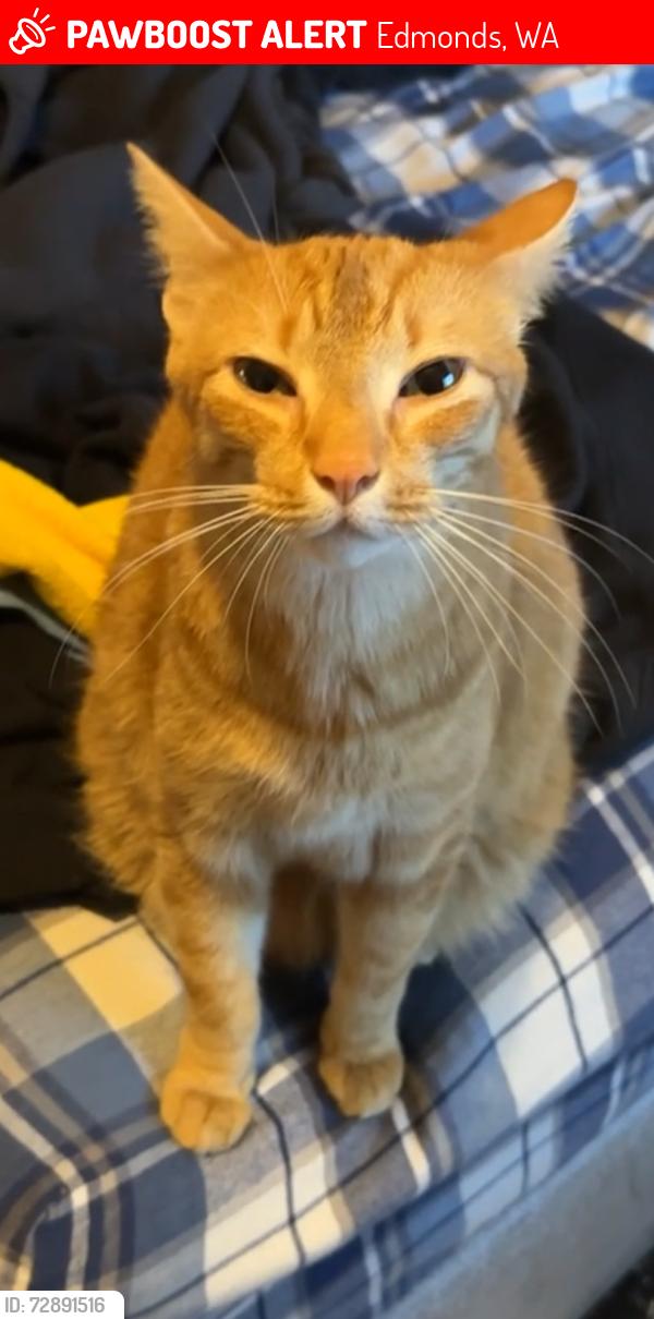 Lost Male Cat last seen 80th way west (neighborhood behind Burlington Coat Factory), Edmonds, WA 98177