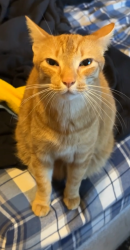 Lost Male Cat last seen 80th way west (neighborhood behind Burlington Coat Factory), Edmonds, WA 98177