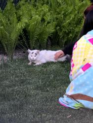 Found/Stray Female Cat last seen Harlem, Bridgeview, IL 60455