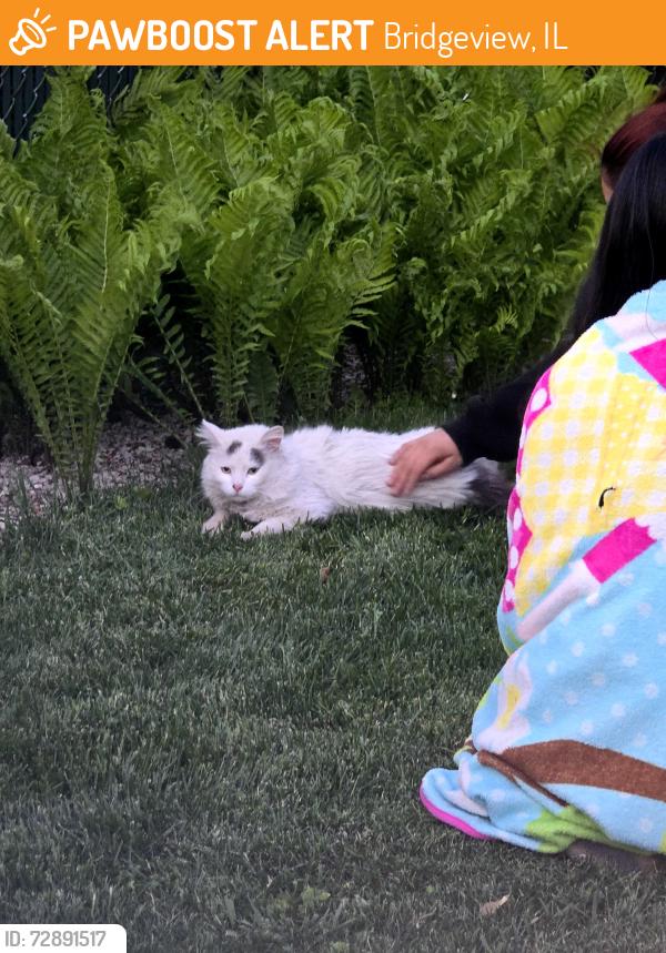 Found/Stray Female Cat last seen Harlem, Bridgeview, IL 60455