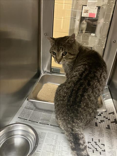 Shelter Stray Male Cat last seen Near BLOCK E DONNELL AVE, WICHITA KS 67216, Wichita, KS 67219