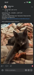 Lost Male Cat last seen Near knight road , Cumberland Township, PA 17325