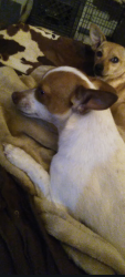 Lost Female Dog last seen Near SCR 1172, Midland, TX 79706