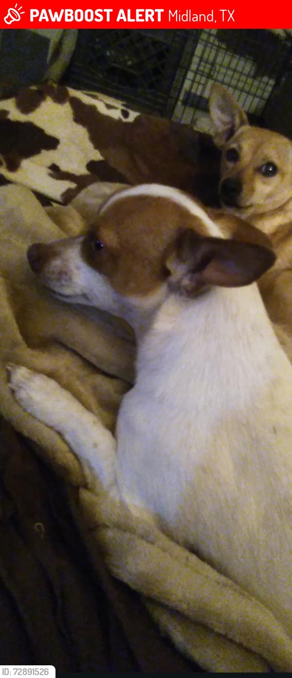 Lost Female Dog last seen Near SCR 1172, Midland, TX 79706