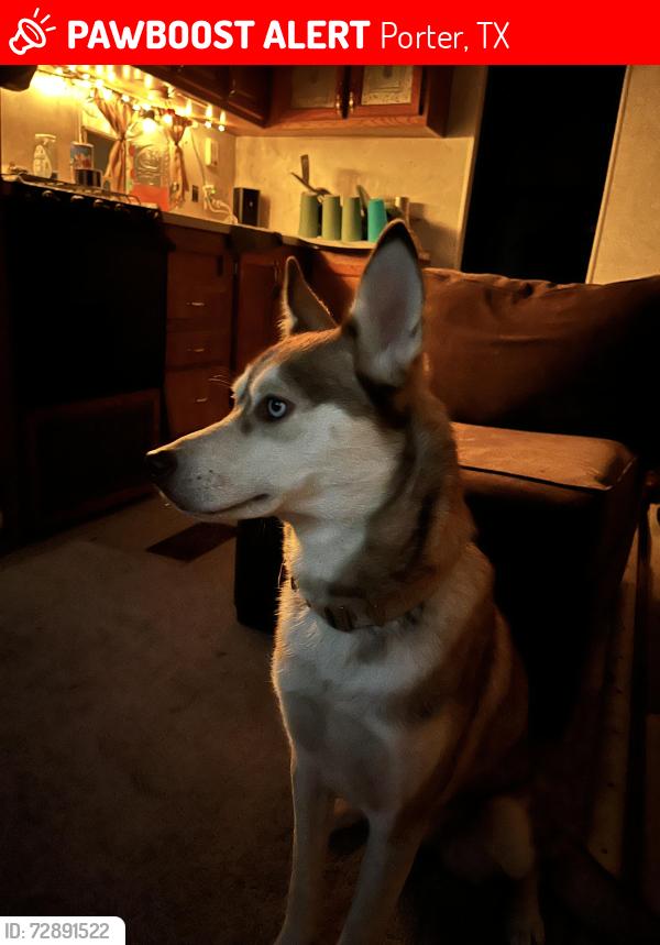 Lost Female Dog last seen East Knox Dr and 494, Porter, TX 77365