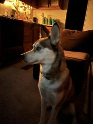 Lost Female Dog last seen East Knox Dr and 494, Porter, TX 77365