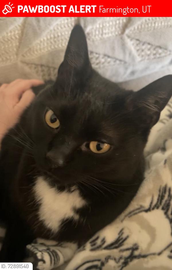 Lost Female Cat last seen Near e, before the pond and canyon , Farmington, UT 84025