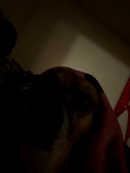 Lost Male Dog last seen Peach and Ashlan ave, Clovis, CA 93612
