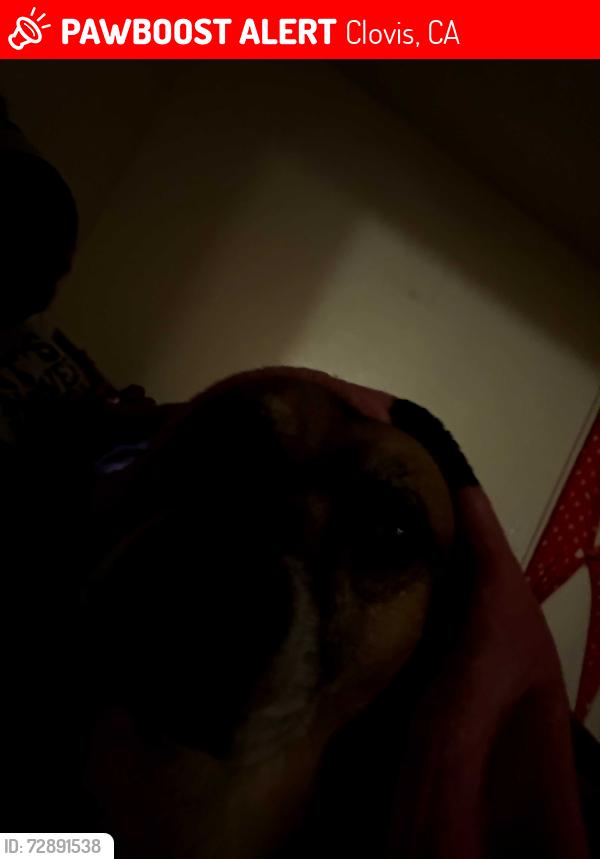 Lost Male Dog last seen Peach and Ashlan ave, Clovis, CA 93612