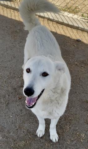 Shelter Stray Male Dog last seen Near BLOCK ABBOTT DR, BAKERSFIELD CA 93312, Bakersfield, CA 93308