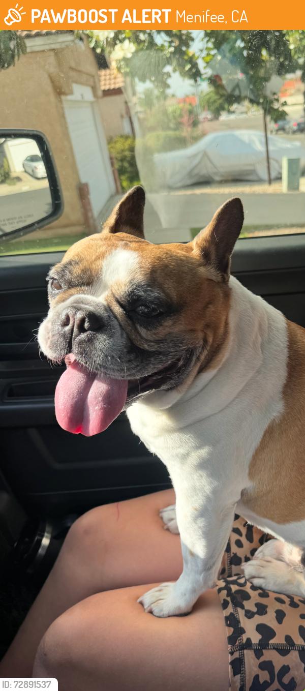 Found/Stray Male Dog last seen McCall and Hillpointe , Menifee, CA 92586