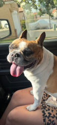 Found/Stray Male Dog last seen McCall and Hillpointe , Menifee, CA 92586