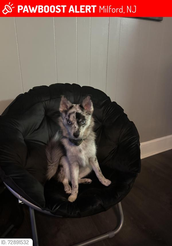Lost Male Dog last seen ord Bridge , Milford, NJ 08848