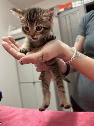 Shelter Stray Female Cat last seen Sacramento, CA 95823, Sacramento, CA 95828