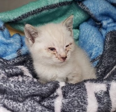 Shelter Stray Female Cat last seen Oakland, CA 94601, Oakland, CA 94601