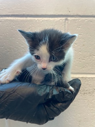 Shelter Stray Unknown Cat last seen Anthony, TX 79821, Fort Bliss, TX 79906