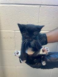 Shelter Stray Unknown Cat last seen Anthony, TX 79821, Fort Bliss, TX 79906