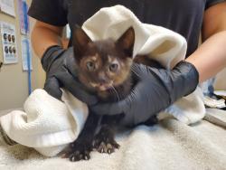 Shelter Stray Female Cat last seen Near Stetson Street, Oceanside, CA, 92058, Oceanside, CA 92058