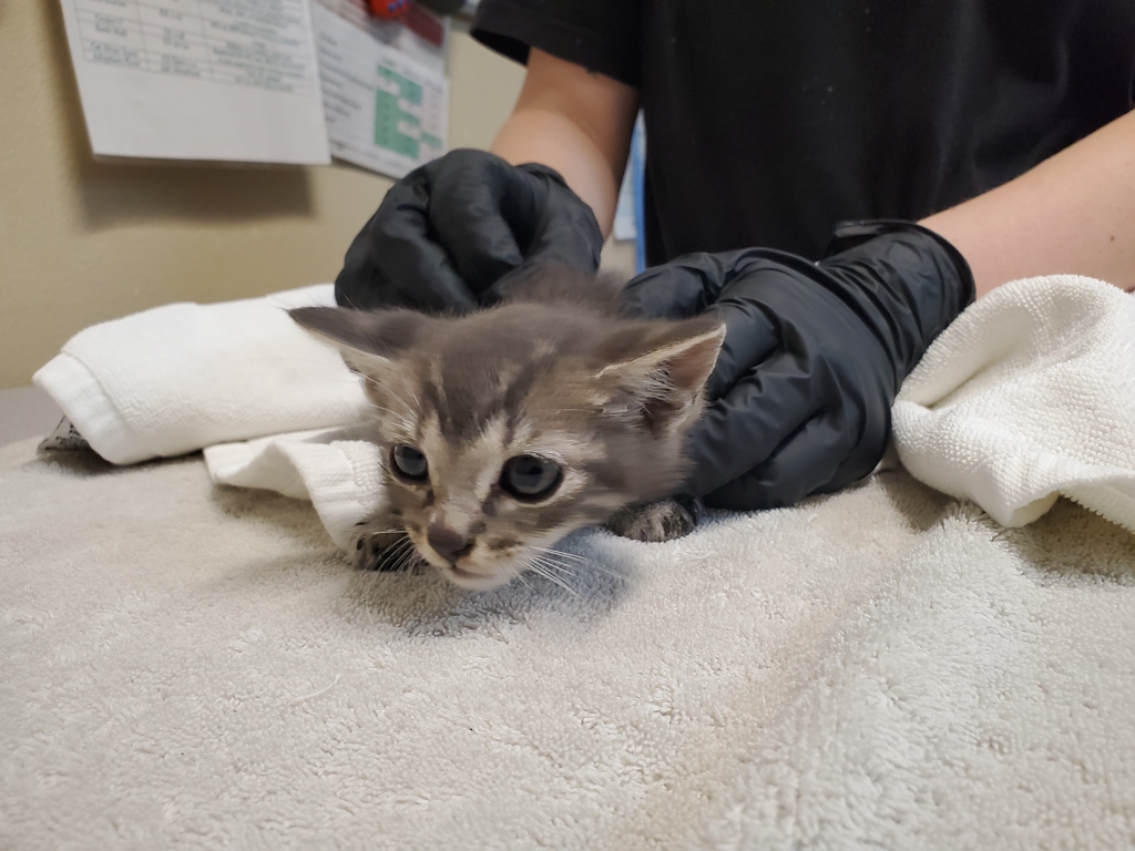 Shelter Stray Male Cat last seen Near Stetson Street, Oceanside, CA, 92058, Oceanside, CA 92058