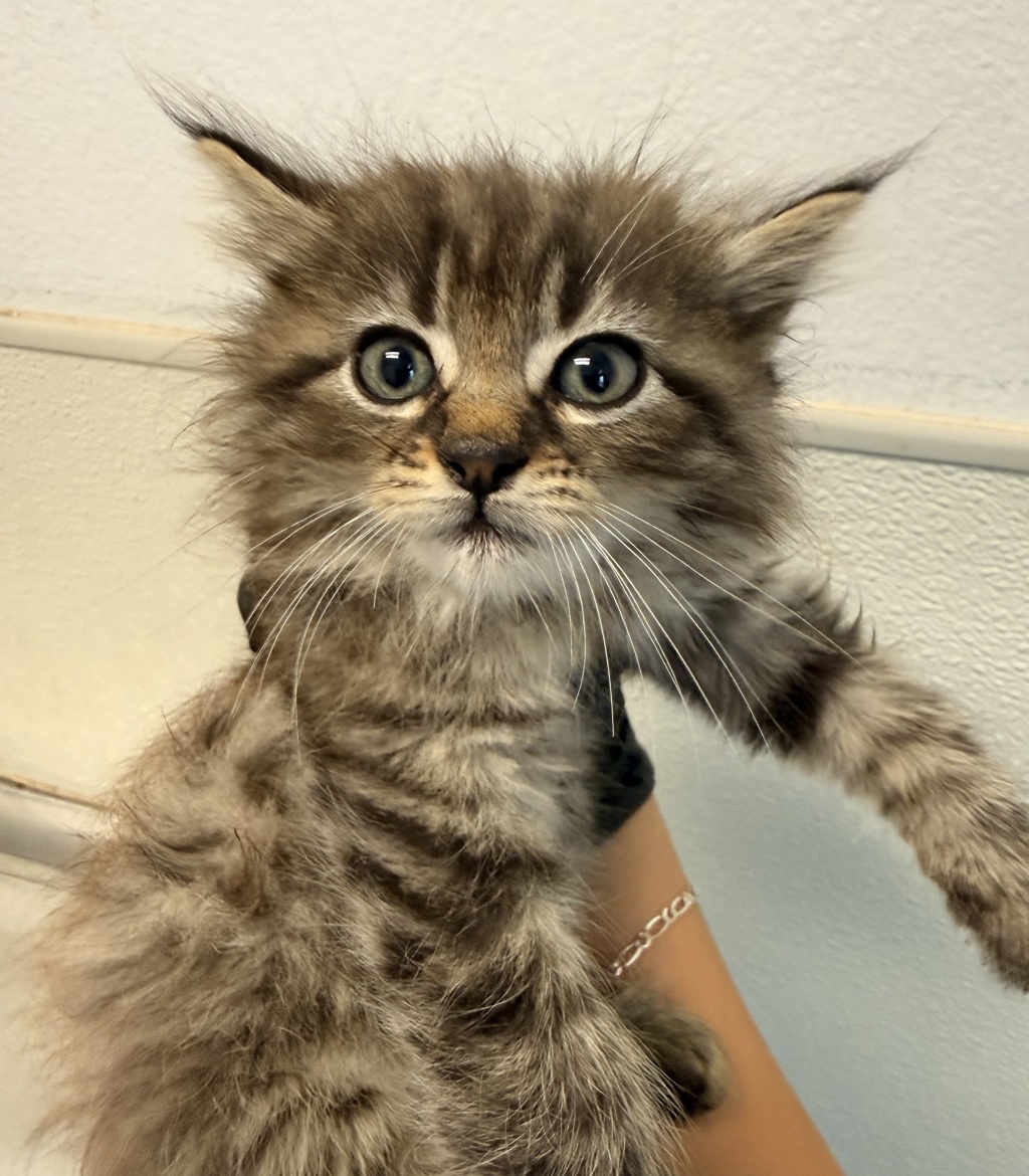 Shelter Stray Female Cat last seen Found in back yard, San Diego, CA, 92124, San Diego, CA 92110