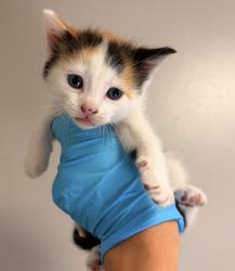 Shelter Stray Female Cat last seen Near Edgemoor Drive, OAKLAND, CA, 94621, Oakland, CA 94621