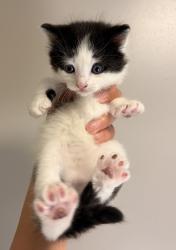 Shelter Stray Female Cat last seen Near Edgemoor Drive, OAKLAND, CA, 94621, Oakland, CA 94621