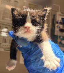 Shelter Stray Female Cat last seen Near Edgemoor Drive, OAKLAND, CA, 94621, Oakland, CA 94621
