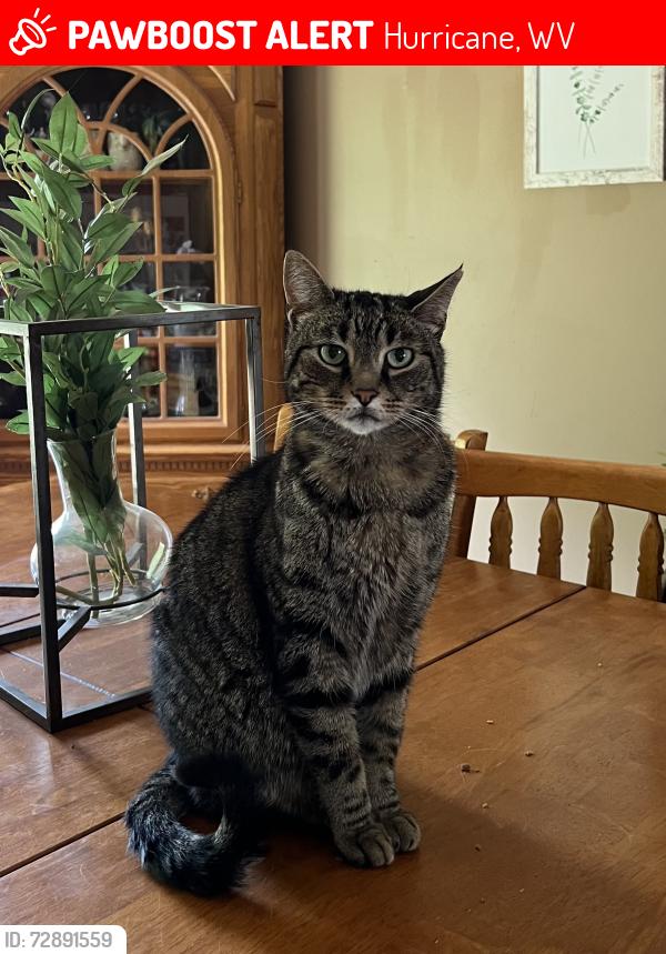 Lost Male Cat last seen Sunny Brook Drive, Hurricane, WV 25526