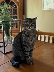 Lost Male Cat last seen Sunny Brook Drive, Hurricane, WV 25526