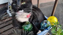 Reunited Female Cat last seen Park Ave and Yale Ave Swarthmore Pa 19081, Swarthmore, PA 19081