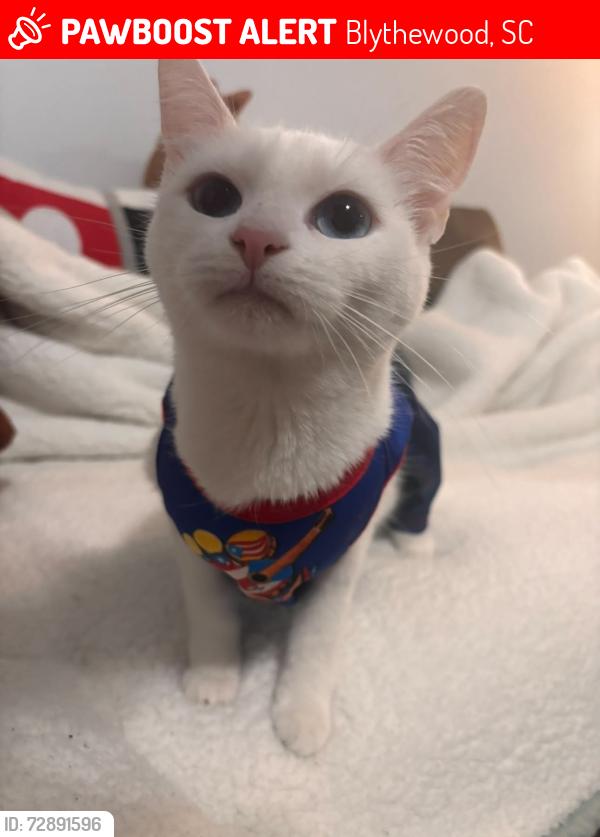 Lost Female Cat last seen Near Deer Creek Dr, Blythewood, SC 29016