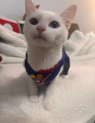 Lost Female Cat last seen Near Deer Creek Dr, Blythewood, SC 29016