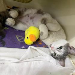 Shelter Stray Female Cat last seen , Philadelphia, PA 19140