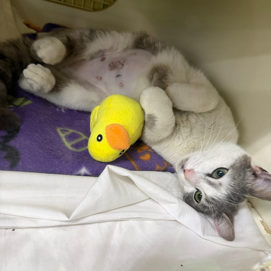 Shelter Stray Female Cat last seen , Philadelphia, PA 19140