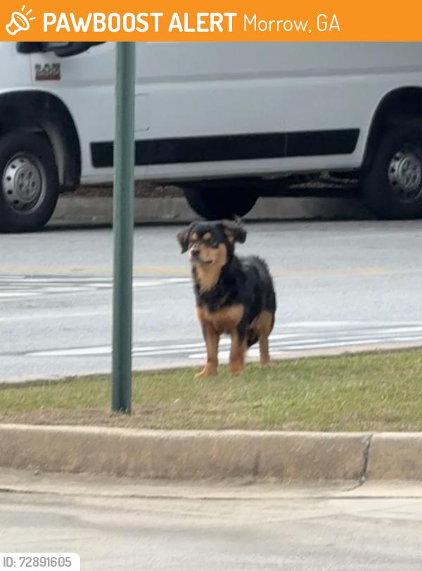 Found/Stray Unknown Dog last seen Walmart, Morrow, GA 30260