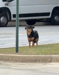 Found/Stray Unknown Dog last seen Walmart, Morrow, GA 30260