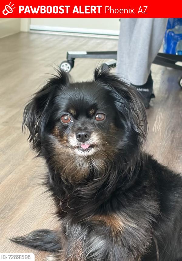 Lost Female Dog last seen Near w broadway , Phoenix, AZ 85041