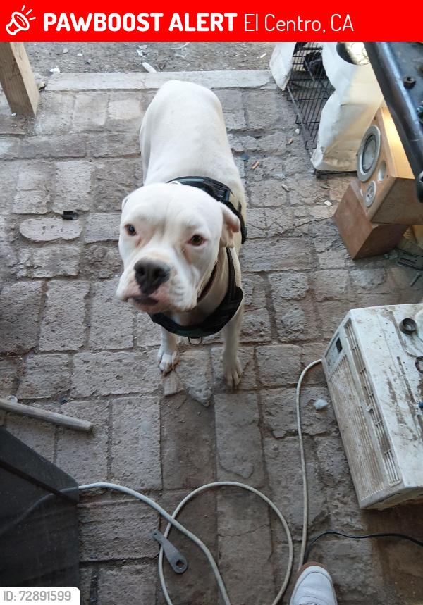 Lost Female Dog last seen 5th st and Holt ave, El Centro, CA 92243
