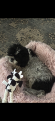 Found/Stray Female Dog last seen Martinez, Martinez, CA 94553