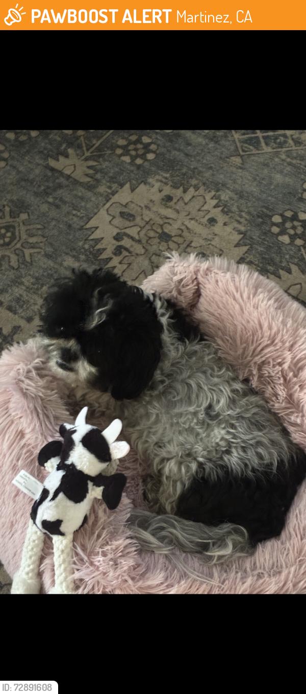 Found/Stray Female Dog last seen Martinez, Martinez, CA 94553