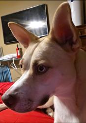 Lost Female Dog last seen Kish Blvd and Tawnyberry ct, Trinity, FL 34655