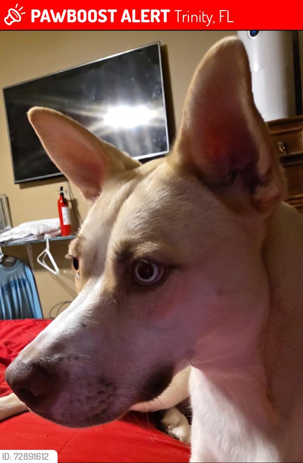 Lost Female Dog last seen Kish Blvd and Tawnyberry ct, Trinity, FL 34655