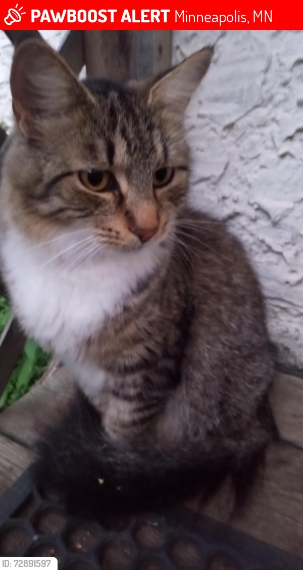 Lost Female Cat last seen 42nd & Chicago, Minneapolis, MN 55407