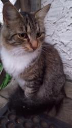 Lost Female Cat last seen 42nd & Chicago, Minneapolis, MN 55407