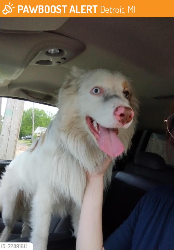 Found/Stray Male Dog last seen Off-ramp of I-94 to Warren Avenue Exit 212B, Detroit, MI 48210