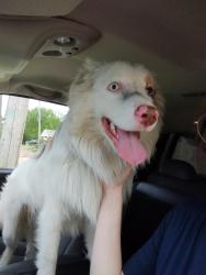 Found/Stray Male Dog last seen Off-ramp of I-94 to Warren Avenue Exit 212B, Detroit, MI 48210