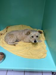 Reunited Male Dog last seen Laurel canyon North Hollywood , Los Angeles, CA 91606
