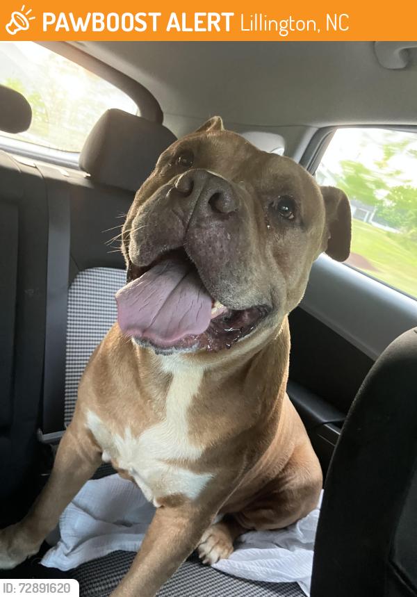Found/Stray Male Dog last seen North Carolina 210, Lillington, Nc, Usa, Lillington, NC 27546