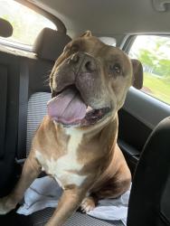 Found/Stray Male Dog last seen North Carolina 210, Lillington, Nc, Usa, Lillington, NC 27546