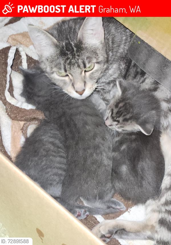 Lost Male Cat last seen In the yard. He never left yard. , Graham, WA 98338
